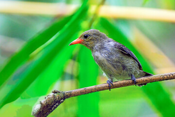 orange-bellied flowerpecker (Dicaeum trigonostigma) perching on branch
