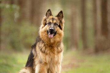 german shepherd in autum forest