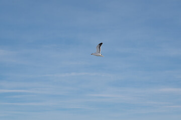 Seabirds flying in the sky at dawn. Antarctica sky