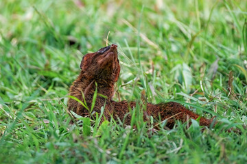 Javan mongoose on the grass
