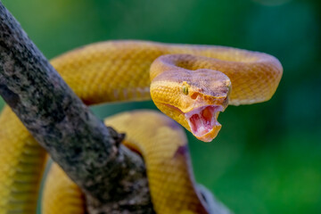 Trimeresurus Puniceus Pit Viper on branch