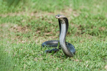 Naja sputatrix defensive positionon on the green grass