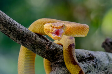 Trimeresurus Puniceus Pit Viper on branch