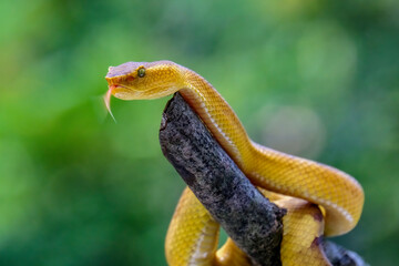 Trimeresurus Puniceus Pit Viper on branch