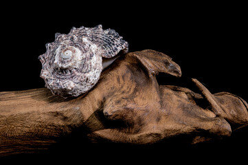 Angaria delphinus shell on driftwood