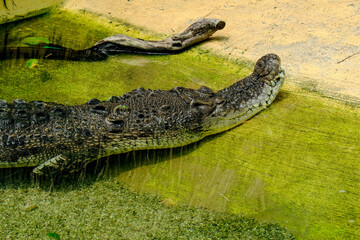 Alligator lies waiting in a Pond for the next victim.
