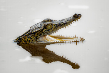 Close up of Baby Crocodile on the water