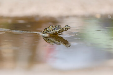 Close up of Baby Crocodile on the water