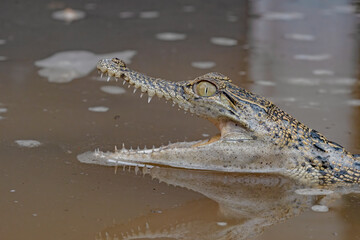 Close up of Baby Crocodile on the water