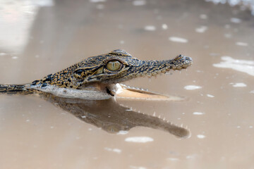 Close up of Baby Crocodile on the water