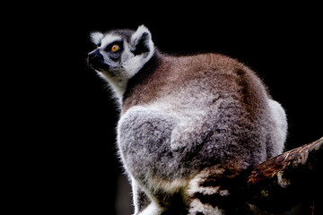 Close-up Portrait of Ring-tailed Lemur Madagascar animal