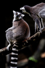 Close-up Portrait of Ring-tailed Lemur Madagascar animal