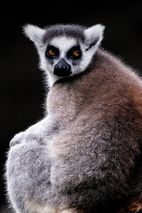 Close-up Portrait of Ring-tailed Lemur Madagascar animal