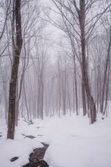 Snowy forest in winter with fog and mist, Quebec