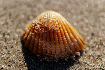 Seashell that looks like an ear of corn