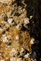 Macro of a bay barnacles