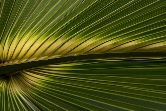 Close up of a palm leaf