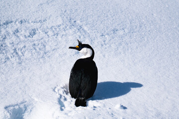 Antarctic shag (Leucocarbo bransfieldensis). Antarctica. Seabird