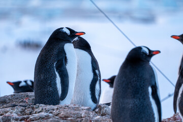 Group of Gentoo penguins in Antarctica. Wildlife. Nature.