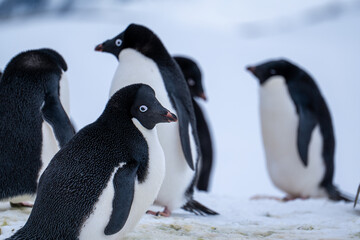 Group of adelie penguins (Pygoscelis adeliae) in Antarctica Bert