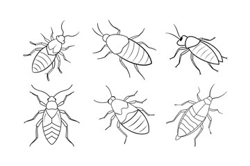 Booklouse (Psocoptera) insect design, labeled line art vector illustration.
