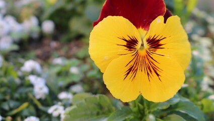 黄色いパンジーの花