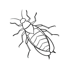 Booklouse (Psocoptera) insect design, labeled line art vector illustration.