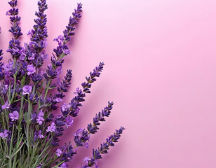 lavender on pink background. flower composition.