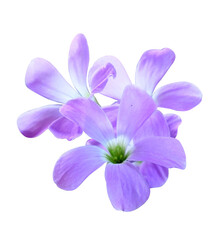 Beautiful spring flowers, Hepatica nobilis stock photo transparent Background
