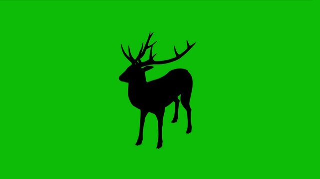 Silhouette of a stag, male deer, standing idle on green screen, perspective view. Animal silhouettes, seamless loop 3D animation. You can easily remove the green screen using any video editor.