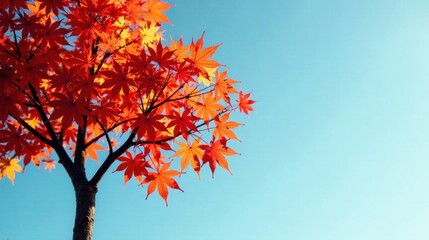 Vibrant Autumn Maple Leaves Against a Clear Sky, a Breathtaking Display of Nature's Beauty