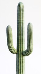 Majestic Saguaro Cactus: A Desert Icon of Resilience and Beauty