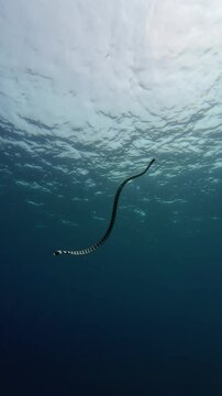A Black-banded sea krait, Laticauda semifasciatus, swims over a healthy coral reef In Boracay.