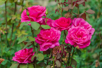 Blooming red rose bud with raindrops close up