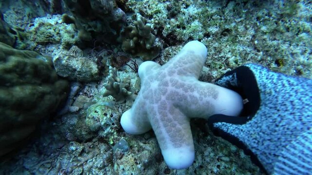 Pink sea star fish on the seabed 