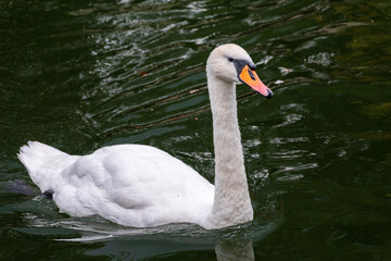 A graceful white swan swimming on a lake with dark water. The white swan is reflected in the water