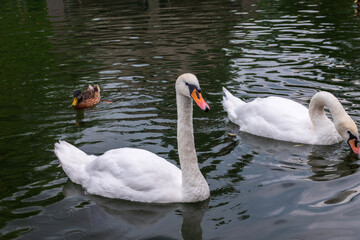 Naklejka premium Two Graceful white Swans swimming in the lake, swans in the wild