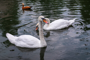 Two Graceful white Swans swimming in the lake, swans in the wild