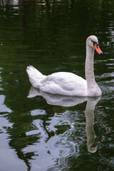 Fototapeta premium A graceful white swan swimming on a lake with dark water. The white swan is reflected in the water