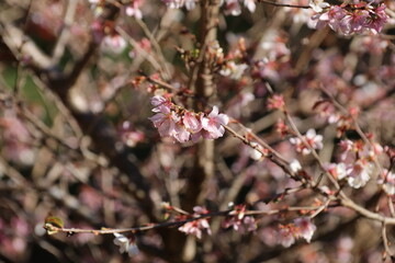 秋に咲く四季桜、紅葉とのコラボ。小原ふれあい広場。