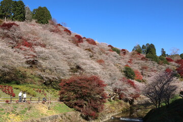 愛知県豊田市小原の四季桜。川見（せんみ）さくら山。秋に咲く桜、紅葉とのコラボ。