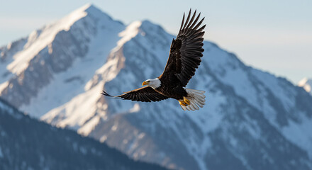 Obraz premium Majestic Bald Eagle Soaring Over Snowy Mountains