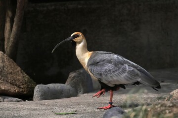 歩く横向きのカオグロトキ