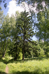 Coniferous forest in summer. Detail of the middle natural area. Deep in the thicket.