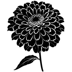 Elegant Zinnia Flower with Layered Petals and Leaves Vector Illustration