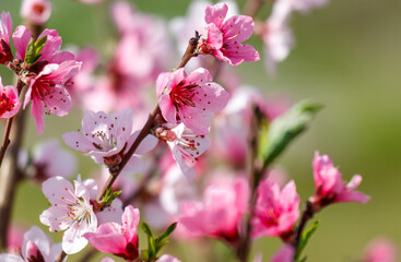 A bunch of pink flowers with white centers