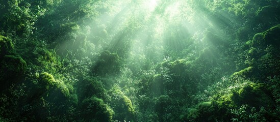 Fototapeta premium Enchanted Forest: Sunbeams Dance Through Lush Greenery