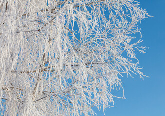 A tree with a lot of snow on it is in front of a blue sky