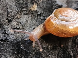 Snail on a wooden background