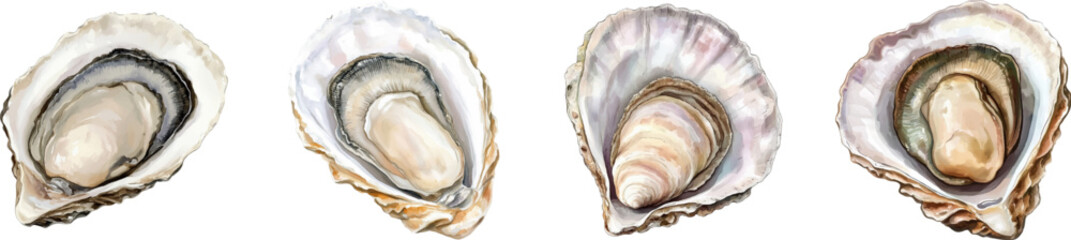Watercolor set of oysters png. Open oyster shells on a transparent background. Seafood and ocean products concept. Elements for fish restaurant menus and other designs.